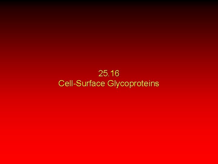25. 16 Cell-Surface Glycoproteins 