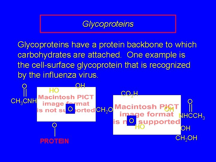 Glycoproteins have a protein backbone to which carbohydrates are attached. One example is the