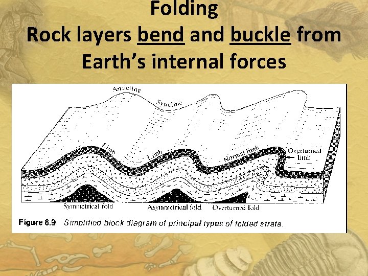 Folding Rock layers bend and buckle from Earth’s internal forces 