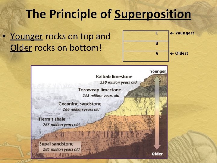 The Principle of Superposition • Younger rocks on top and Older rocks on bottom!