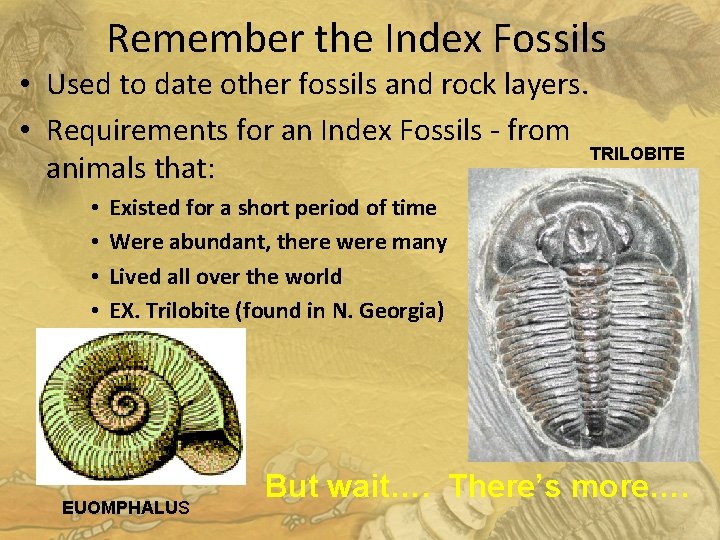 Remember the Index Fossils • Used to date other fossils and rock layers. •