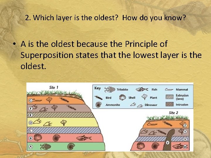 2. Which layer is the oldest? How do you know? • A is the