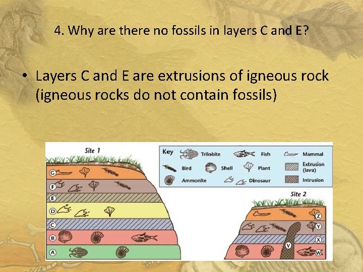 4. Why are there no fossils in layers C and E? • Layers C