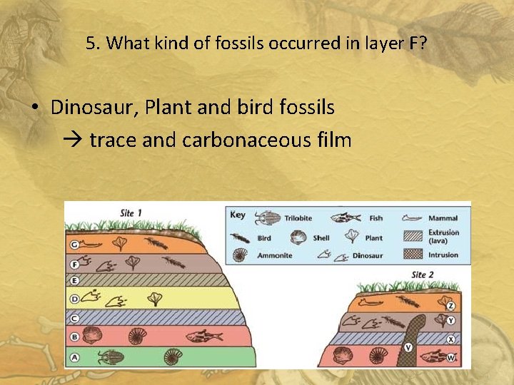 5. What kind of fossils occurred in layer F? • Dinosaur, Plant and bird