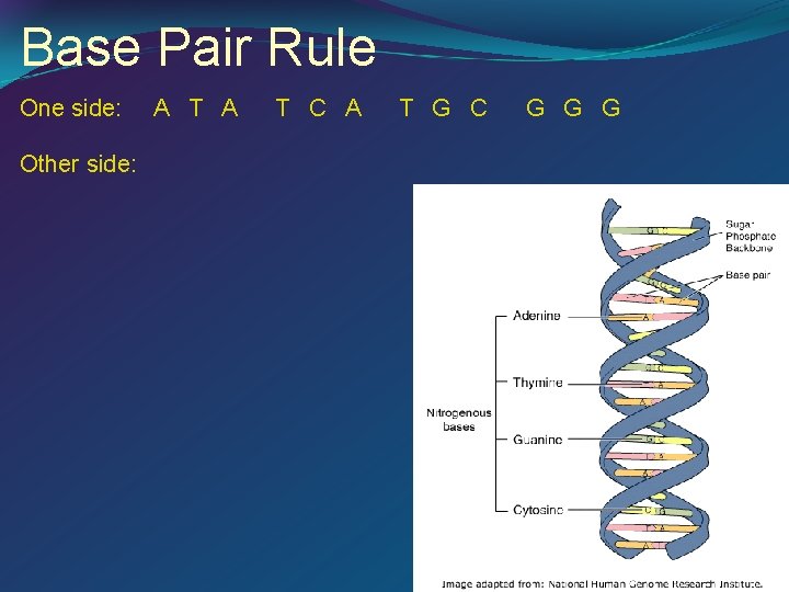 Base Pair Rule One side: A T A T C A T G C