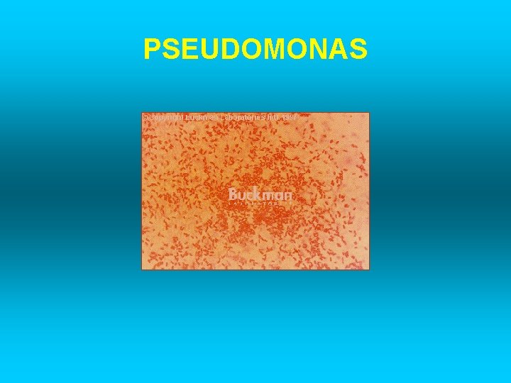 PSEUDOMONAS 