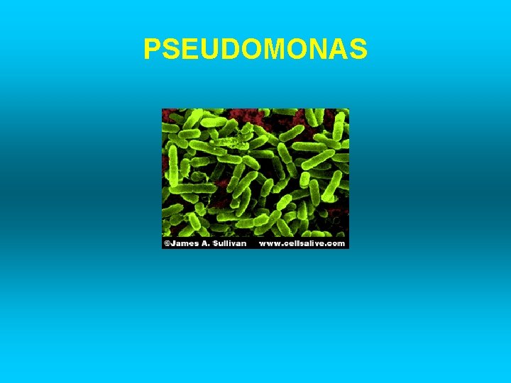 PSEUDOMONAS 