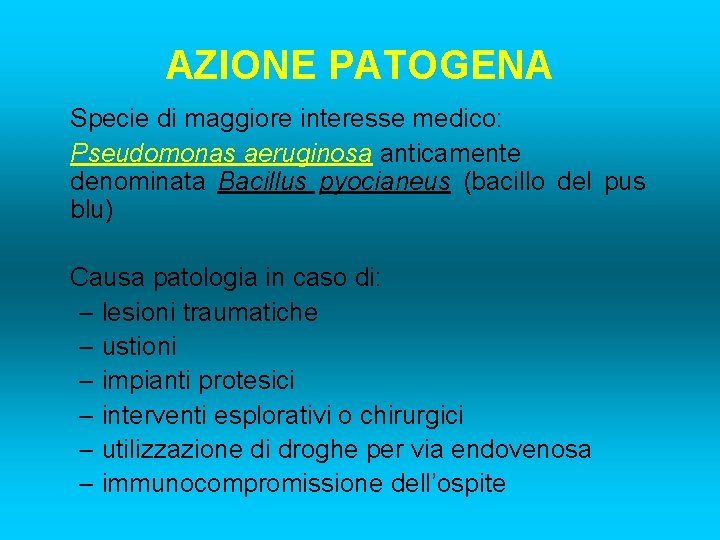 AZIONE PATOGENA Specie di maggiore interesse medico: Pseudomonas aeruginosa anticamente denominata Bacillus pyocianeus (bacillo