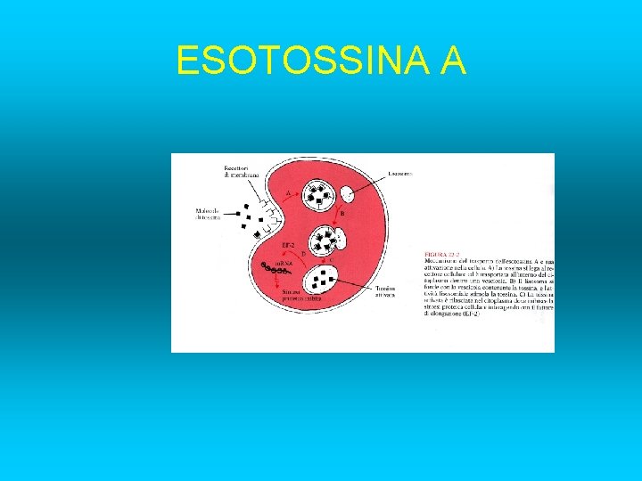ESOTOSSINA A 