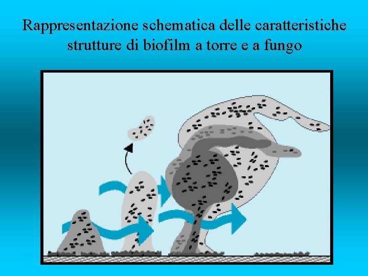 Rappresentazione schematica delle caratteristiche strutture di biofilm a torre e a fungo 