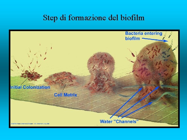 Step di formazione del biofilm 
