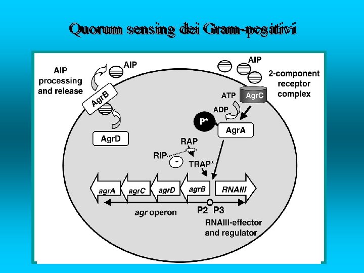 Quorum sensing dei Gram-negativi Quorum sensing dei Gram-positivi 