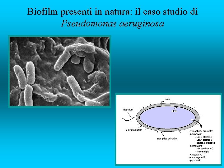 Biofilm presenti in natura: il caso studio di Pseudomonas aeruginosa 