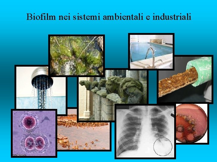 Biofilm nei sistemi ambientali e industriali 