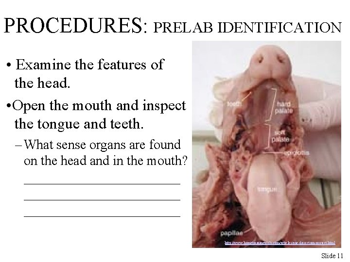 PROCEDURES: PRELAB IDENTIFICATION • Examine the features of the head. • Open the mouth