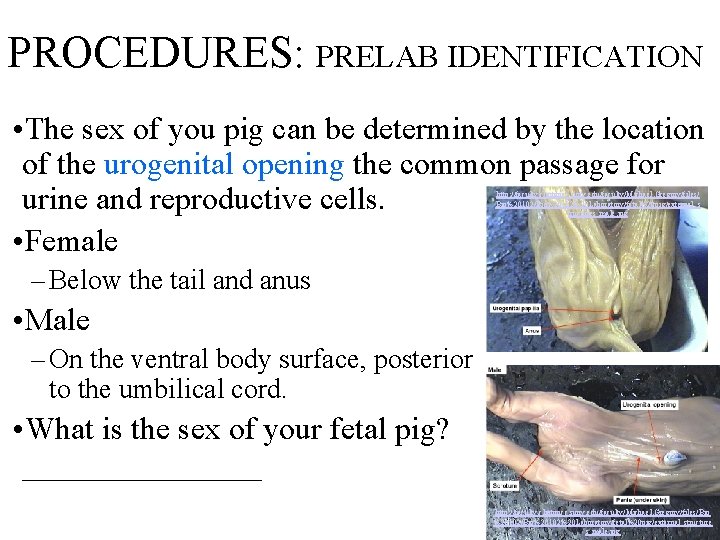 PROCEDURES: PRELAB IDENTIFICATION • The sex of you pig can be determined by the