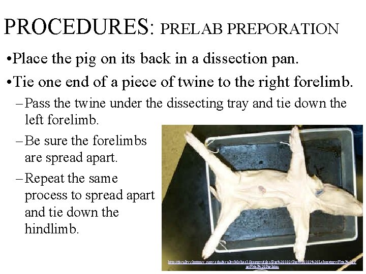 PROCEDURES: PRELAB PREPORATION • Place the pig on its back in a dissection pan.