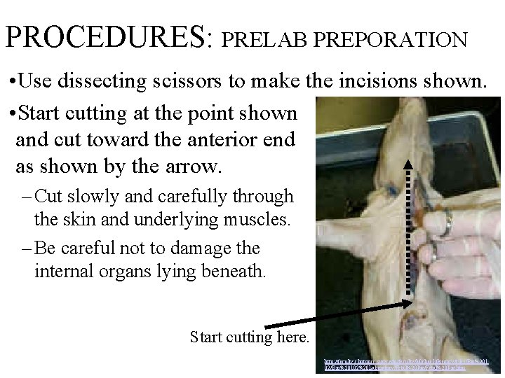 PROCEDURES: PRELAB PREPORATION • Use dissecting scissors to make the incisions shown. • Start