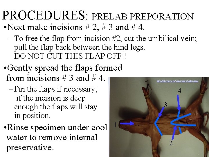 PROCEDURES: PRELAB PREPORATION • Next make incisions # 2, # 3 and # 4.