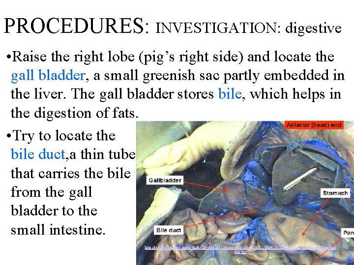 PROCEDURES: INVESTIGATION: digestive • Raise the right lobe (pig’s right side) and locate the