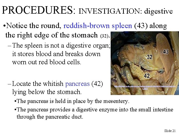 PROCEDURES: INVESTIGATION: digestive • Notice the round, reddish-brown spleen (43) along the right edge