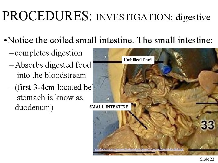 PROCEDURES: INVESTIGATION: digestive • Notice the coiled small intestine. The small intestine: – completes