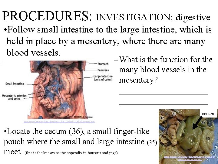 PROCEDURES: INVESTIGATION: digestive • Follow small intestine to the large intestine, which is held