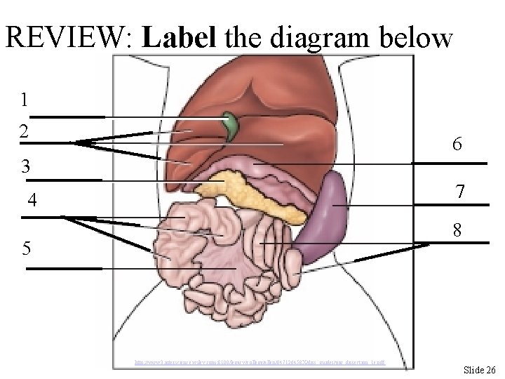 REVIEW: Label the diagram below 1 2 6 3 7 4 8 5 http: