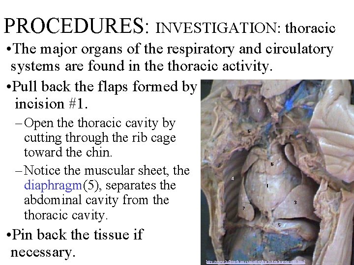 PROCEDURES: INVESTIGATION: thoracic • The major organs of the respiratory and circulatory systems are