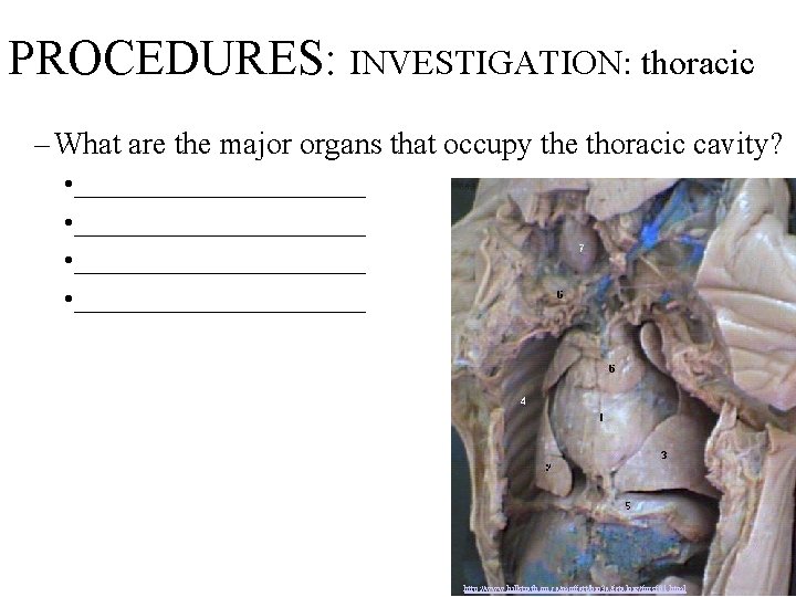 PROCEDURES: INVESTIGATION: thoracic – What are the major organs that occupy the thoracic cavity?