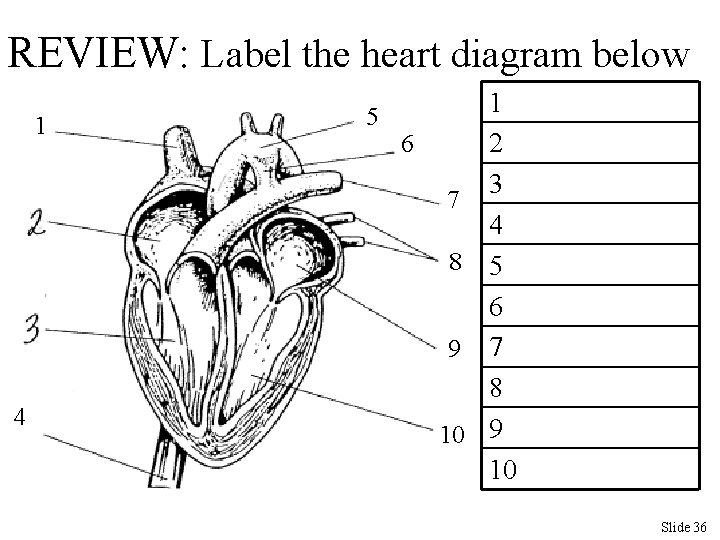 REVIEW: Label the heart diagram below 1 4 1 5 2 6 3 7