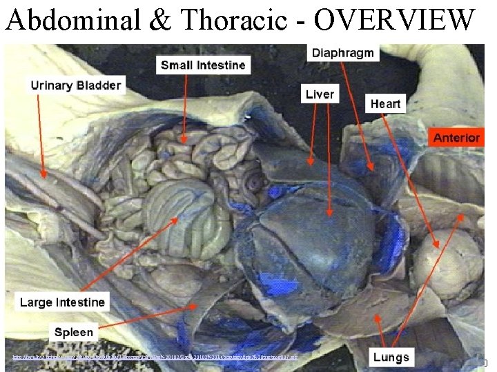 Abdominal & Thoracic - OVERVIEW http: //faculty. clintoncc. suny. edu/faculty/Michael. Gregory/files/Bio%20102%20 Laboratory/fetal%20 pig/img 007.