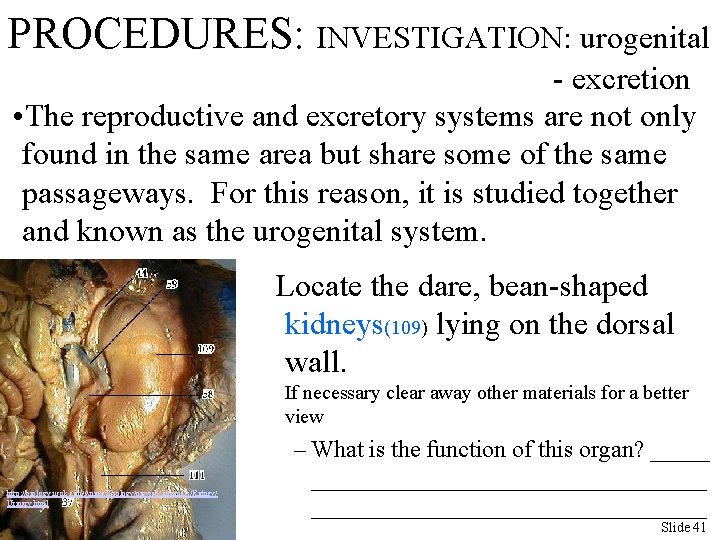 PROCEDURES: INVESTIGATION: urogenital - excretion • The reproductive and excretory systems are not only