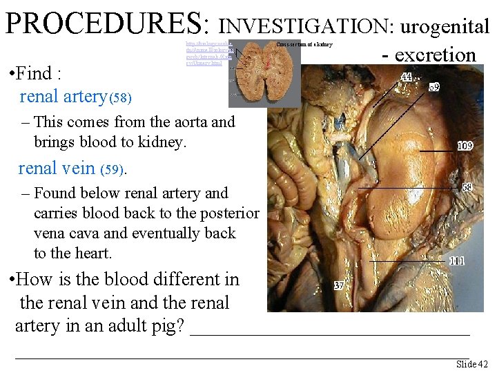 PROCEDURES: INVESTIGATION: urogenital • Find : renal artery(58) http: //biology. ucok. e du/Animal. Biology/pi