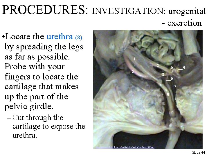 PROCEDURES: INVESTIGATION: urogenital - excretion • Locate the urethra (8) by spreading the legs