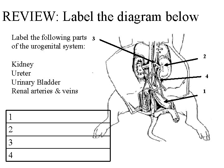 REVIEW: Label the diagram below Label the following parts of the urogenital system: 3
