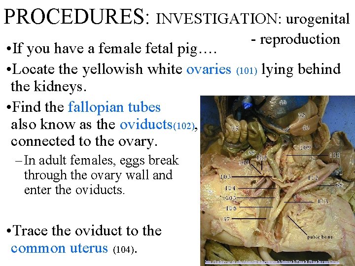 PROCEDURES: INVESTIGATION: urogenital - reproduction • If you have a female fetal pig…. •