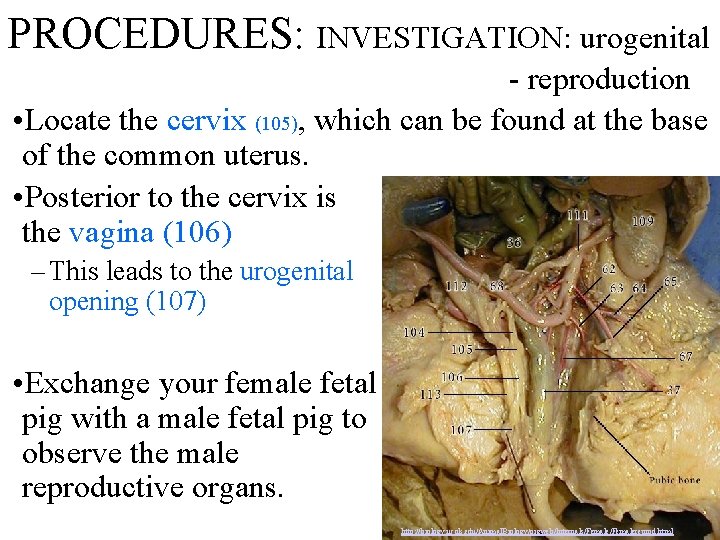 PROCEDURES: INVESTIGATION: urogenital - reproduction • Locate the cervix (105), which can be found