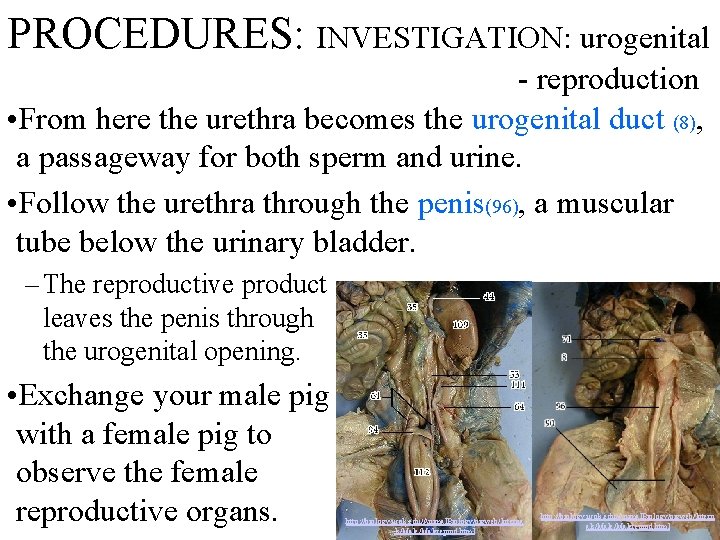 PROCEDURES: INVESTIGATION: urogenital - reproduction • From here the urethra becomes the urogenital duct