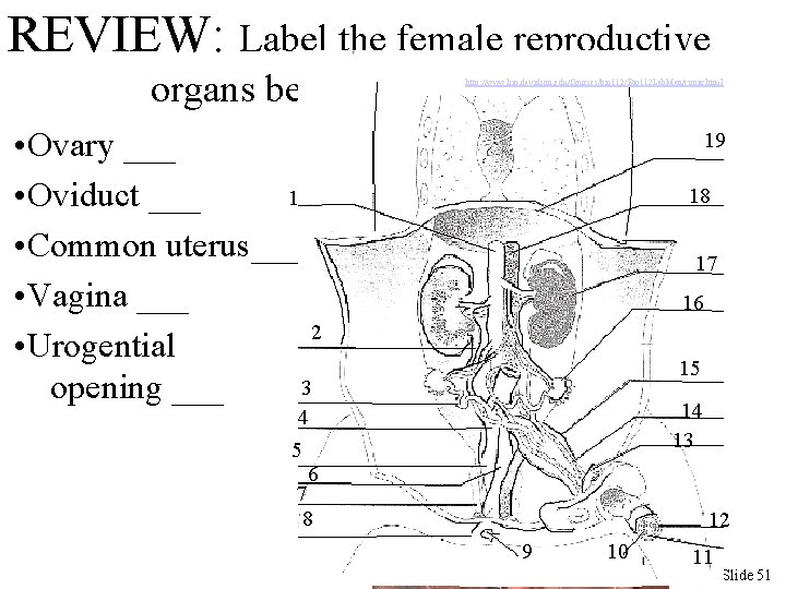 REVIEW: Label the female reproductive organs below http: //www. bio. davidson. edu/Courses/bio 112/Bio 112