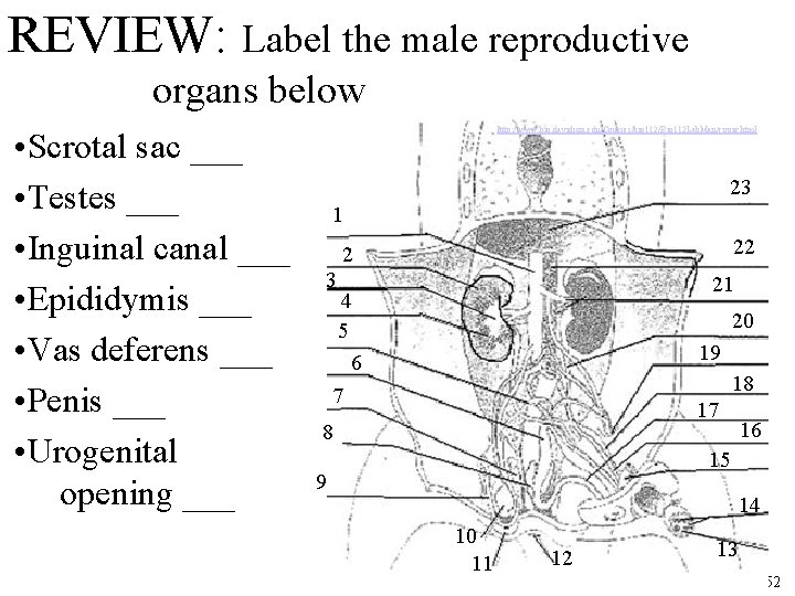 REVIEW: Label the male reproductive organs below • Scrotal sac ___ • Testes ___