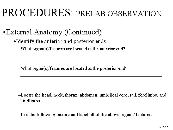PROCEDURES: PRELAB OBSERVATION • External Anatomy (Continued) • Identify the anterior and posterior ends.