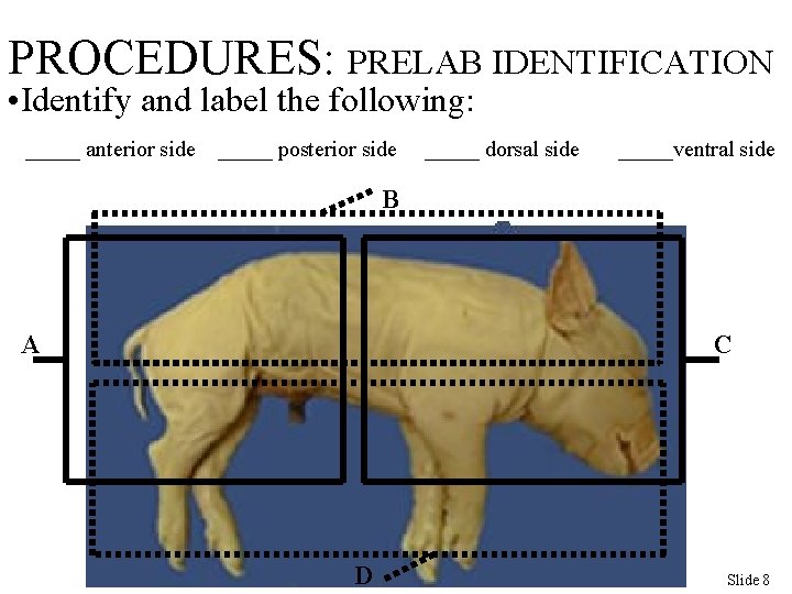 PROCEDURES: PRELAB IDENTIFICATION • Identify and label the following: _____ anterior side _____ posterior