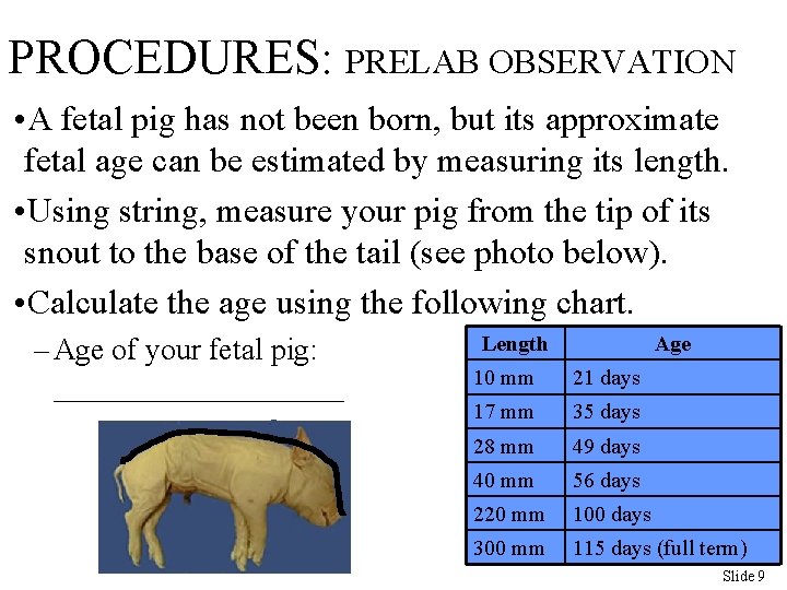 PROCEDURES: PRELAB OBSERVATION • A fetal pig has not been born, but its approximate