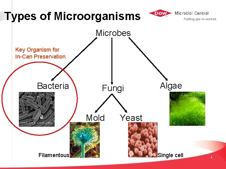 Types of Microorganisms Microbes Key Organism for In-Can Preservation Bacteria Fungi Mold Filamentous Algae