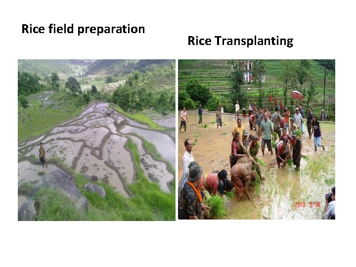 Rice field preparation Rice Transplanting 