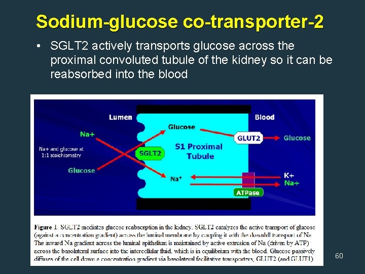 Sodium-glucose co-transporter-2 • SGLT 2 actively transports glucose across the proximal convoluted tubule of