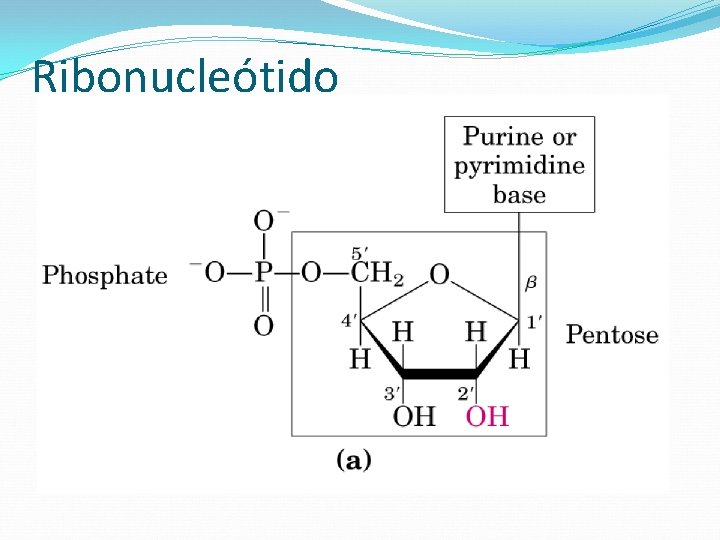 Ribonucleótido 