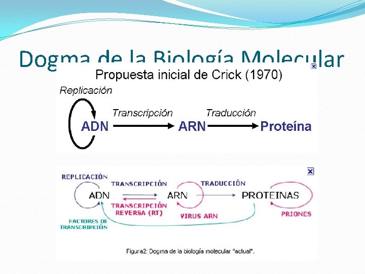 Dogma de la Biología Molecular 