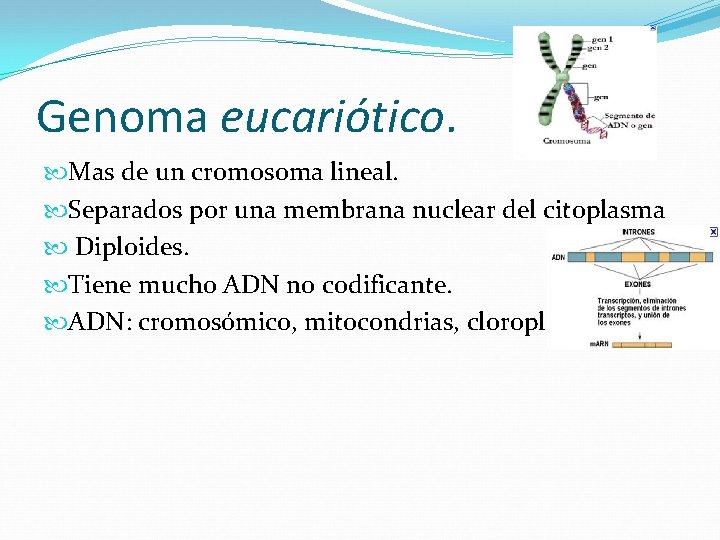 Genoma eucariótico. Mas de un cromosoma lineal. Separados por una membrana nuclear del citoplasma